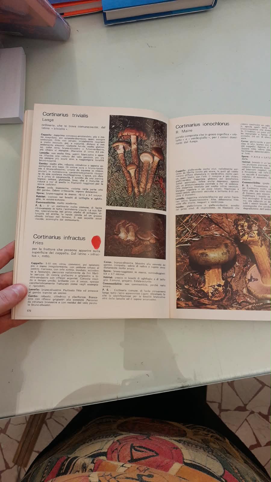 I NOSTRI FUNGHI - immagine 8